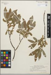 Foto von Salix glauca L.